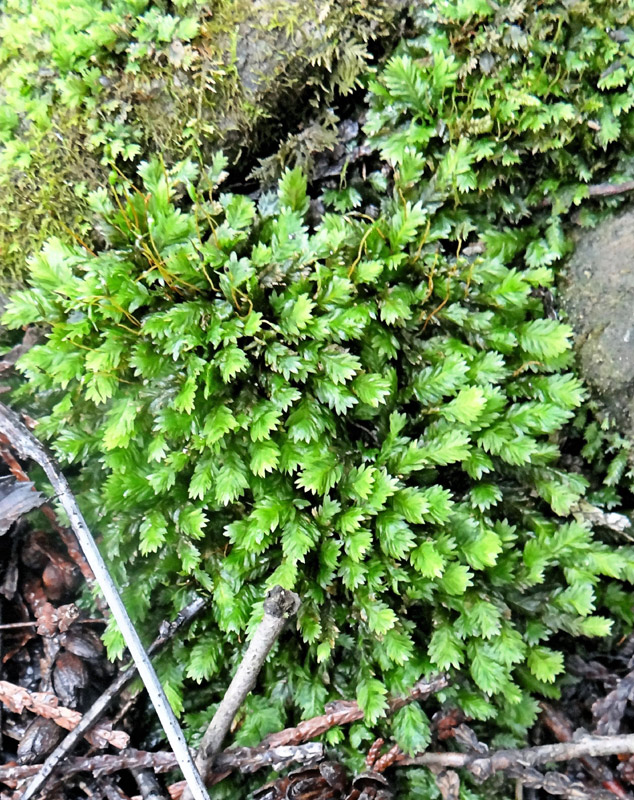 Fissidens adianthoides
